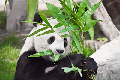Der Panda hat Appetit